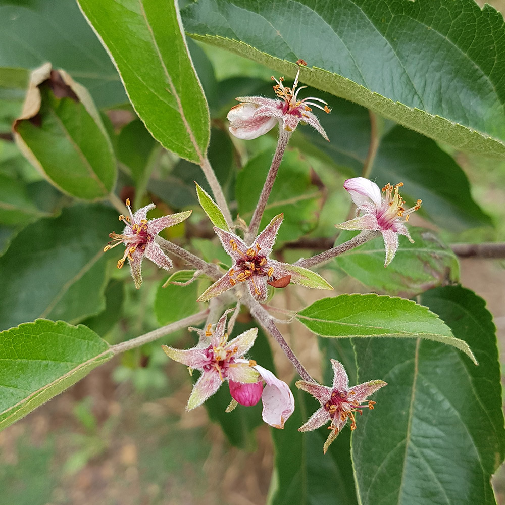 BigBucks Gala orchards can be planted virtually anywhere on your farm